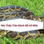 nam-mo-thay-tran-danh-de-con-gi