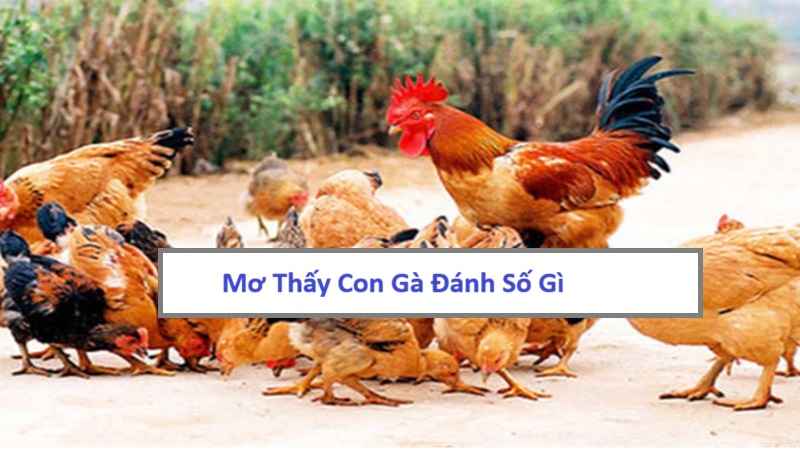 Ngủ mơ thấy con gà đánh số gì may mắn chuẩn nhất